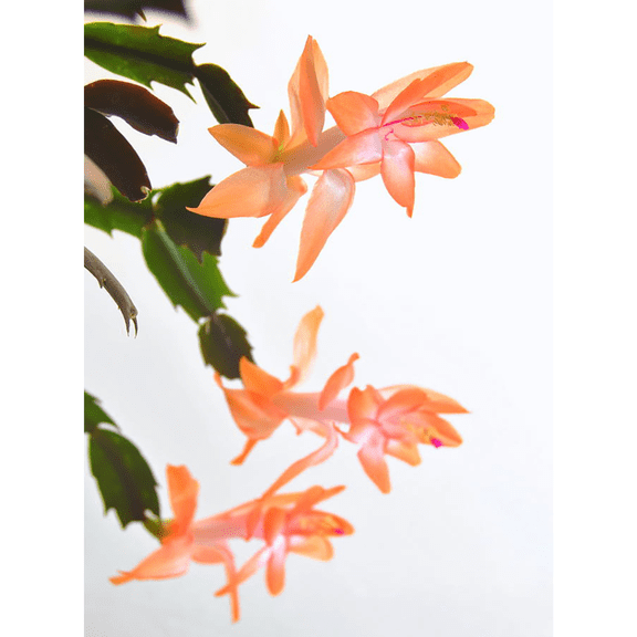 Christa Orange Christmas Cactus Plant - Zygocactus - 2" Pot