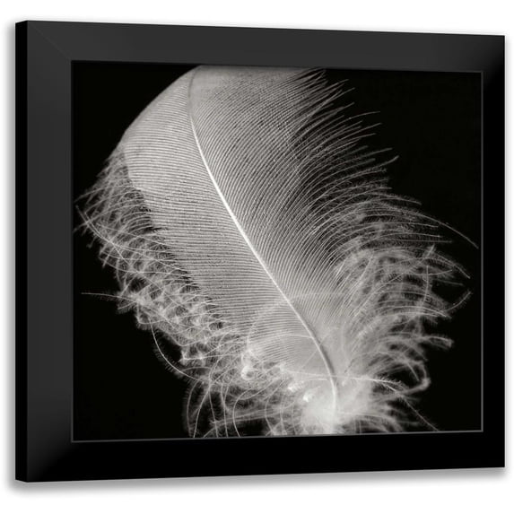 Christensen, Jim 12x12 Black Modern Framed Museum Art Print Titled - Feather IV