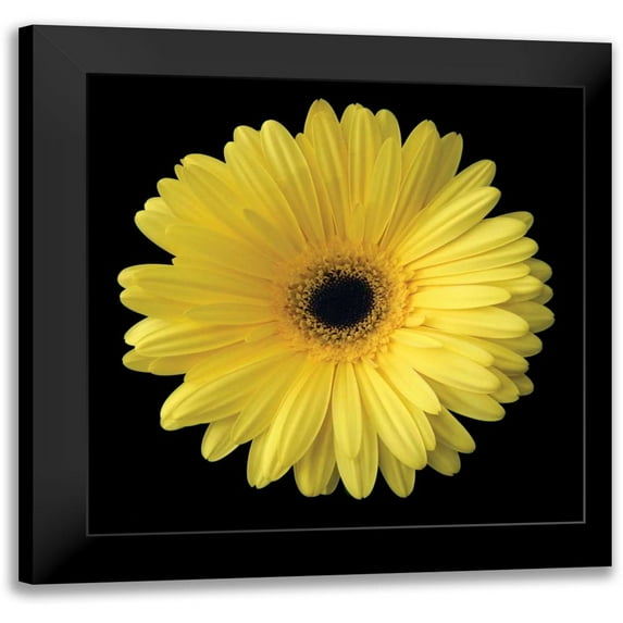 Christensen, Jim 12x12 Black Modern Framed Museum Art Print Titled - Yellow Gerbera Daisy