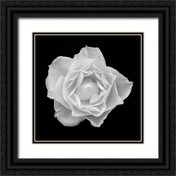 Christensen, Jim 12x12 Black Ornate Wood Framed with Double Matting Museum Art Print Titled - White Rose I