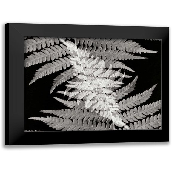 Christensen, Jim 14x12 Black Modern Framed Museum Art Print Titled - Ferns II