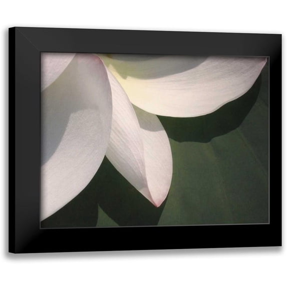 Christensen, Jim 14x12 Black Modern Framed Museum Art Print Titled - Lotus Detail IV