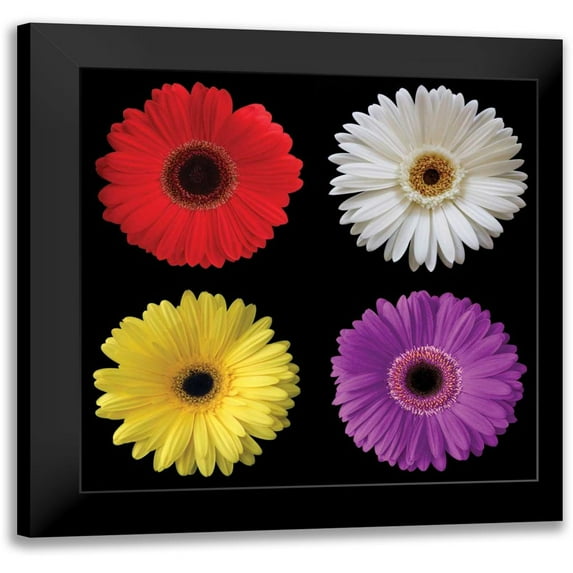 Christensen, Jim 15x15 Black Modern Framed Museum Art Print Titled - Gerbera Group II