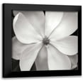 thumbnail image 1 of Christensen, Jim 15x15 Black Modern Framed Museum Art Print Titled - Magnolia III, 1 of 5