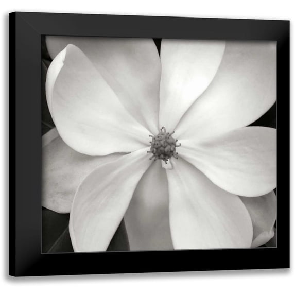 Christensen, Jim 15x15 Black Modern Framed Museum Art Print Titled - Magnolia III