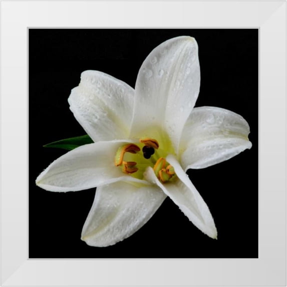 Christensen, Jim 15x15 White Modern Wood Framed Museum Art Print Titled - Lily on Black II
