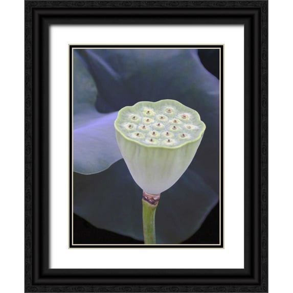Christensen, Jim 15x18 Black Ornate Wood Framed with Double Matting Museum Art Print Titled - Lotus Detail IX