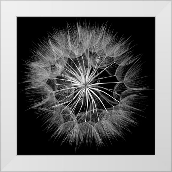 Christensen, Jim 20x20 White Modern Wood Framed Museum Art Print Titled - Goats Beard V