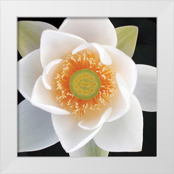 Christensen, Jim 20x20 White Modern Wood Framed Museum Art Print Titled - Lotus II