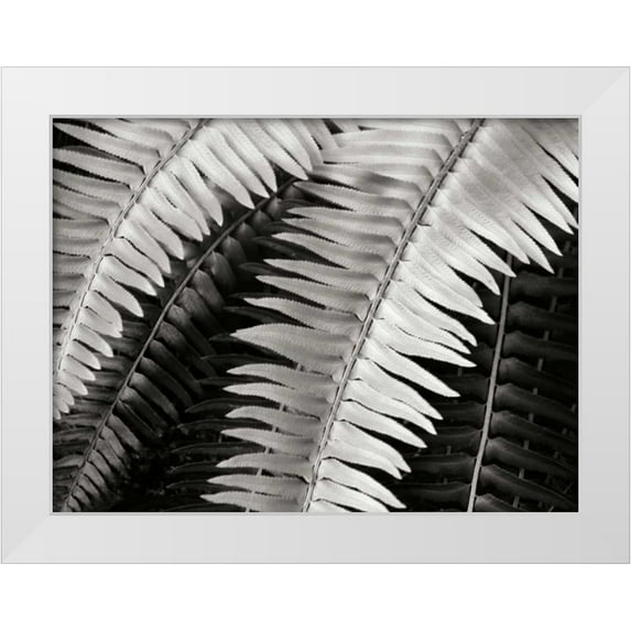 Christensen, Jim 24x19 White Modern Wood Framed Museum Art Print Titled - Fern I