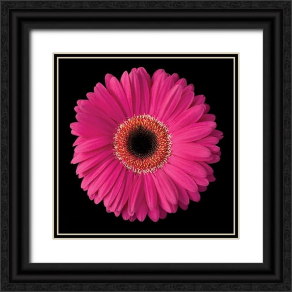 Christensen, Jim 26x26 Black Ornate Wood Framed with Double Matting Museum Art Print Titled - Gerbera Daisy Pink