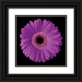 thumbnail image 1 of Christensen, Jim 26x26 Black Ornate Wood Framed with Double Matting Museum Art Print Titled - Gerbera Daisy Purple, 1 of 4