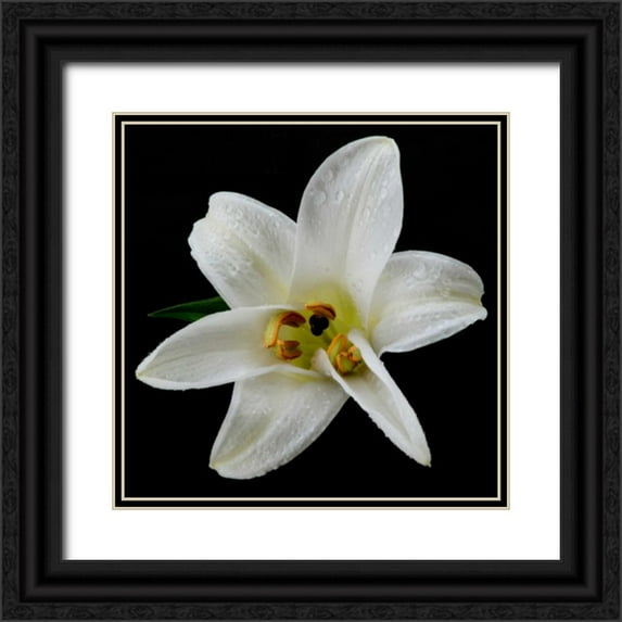 Christensen, Jim 26x26 Black Ornate Wood Framed with Double Matting Museum Art Print Titled - Lily on Black II