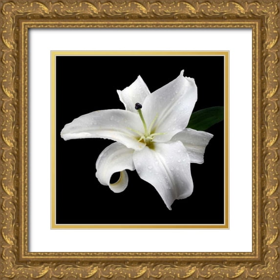 Christensen, Jim 26x26 Gold Ornate Wood Framed with Double Matting Museum Art Print Titled - Lily on Black I