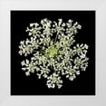 thumbnail image 1 of Christensen, Jim 26x26 White Modern Wood Framed Museum Art Print Titled - Queen Annes Lace II, 1 of 4