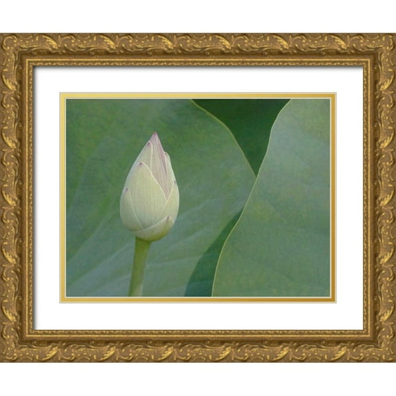 Christensen, Jim 32x25 Gold Ornate Wood Framed with Double Matting Museum Art Print Titled - Lotus Detail VII