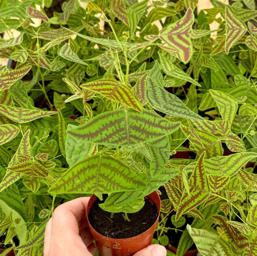 Red Leaf Plants