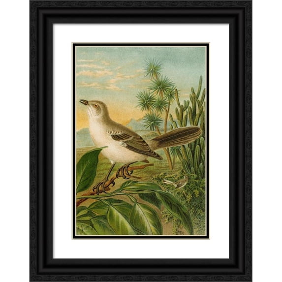 Christian Anton Goering 11x14 Black Ornate Wood Framed Double Matted Museum Art Print Titled: The North American Vogelwelt Pl04 (1891)