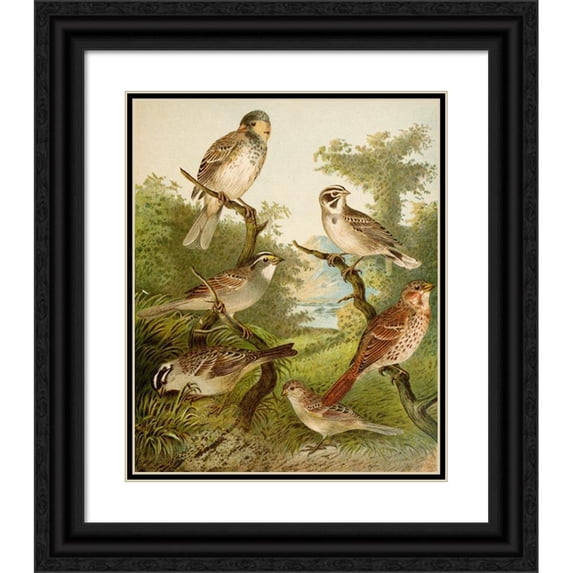 Christian Anton Goering 15x18 Black Ornate Wood Framed Double Matted Museum Art Print Titled - The North American Vogelwelt Pl25 (1891)