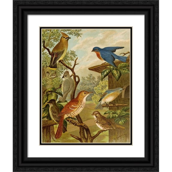 Christian Anton Goering 20x24 Black Ornate Framed Double Matted Museum Art Print Titled: The North American Vogelwelt Pl06 (1891)