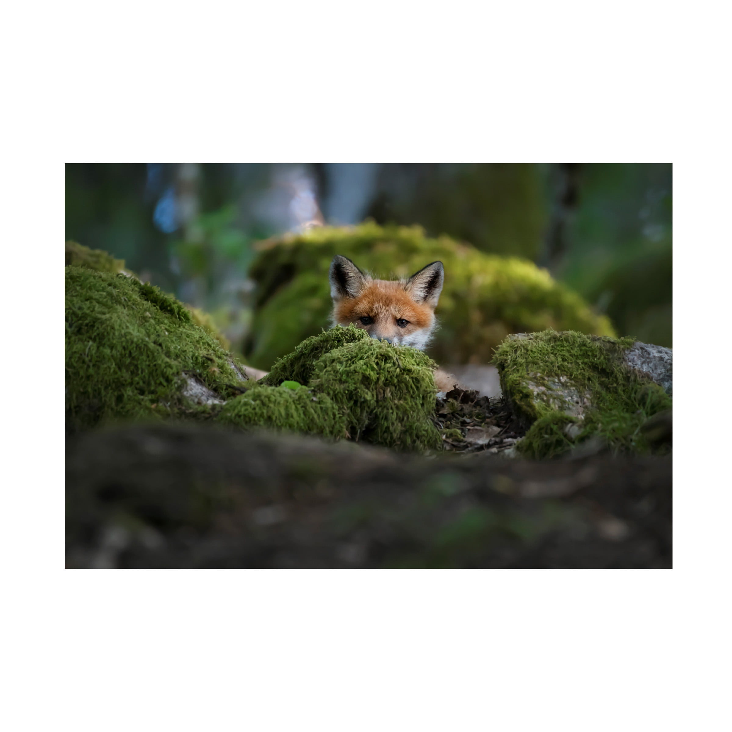 Christian Lindsten 'Curious Fox' Canvas Art