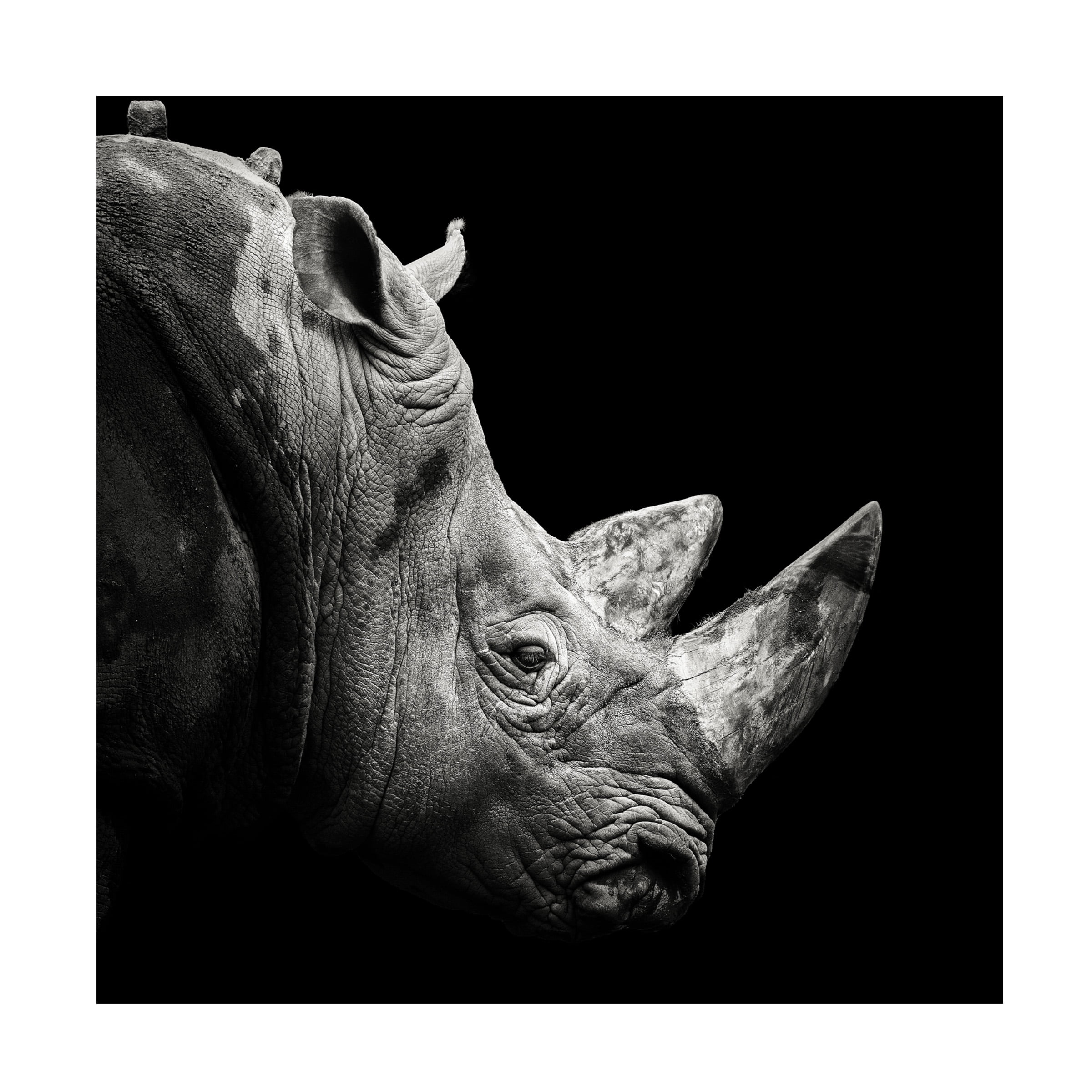 Christian Meermann 'Rhino' Canvas Art