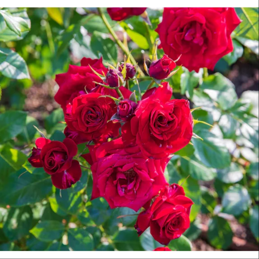 Christian Red Rose Plant Live, Fragrant Hybrid Tea Rose Flowers Well Rooted Plant for Planting Indoor Outdoor, 4 to 8 Inch Tall, Ship No Pot