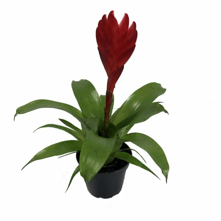 Christiane Flaming Sword Vase Plant - Exotic & Easy - Vriesea - 3\