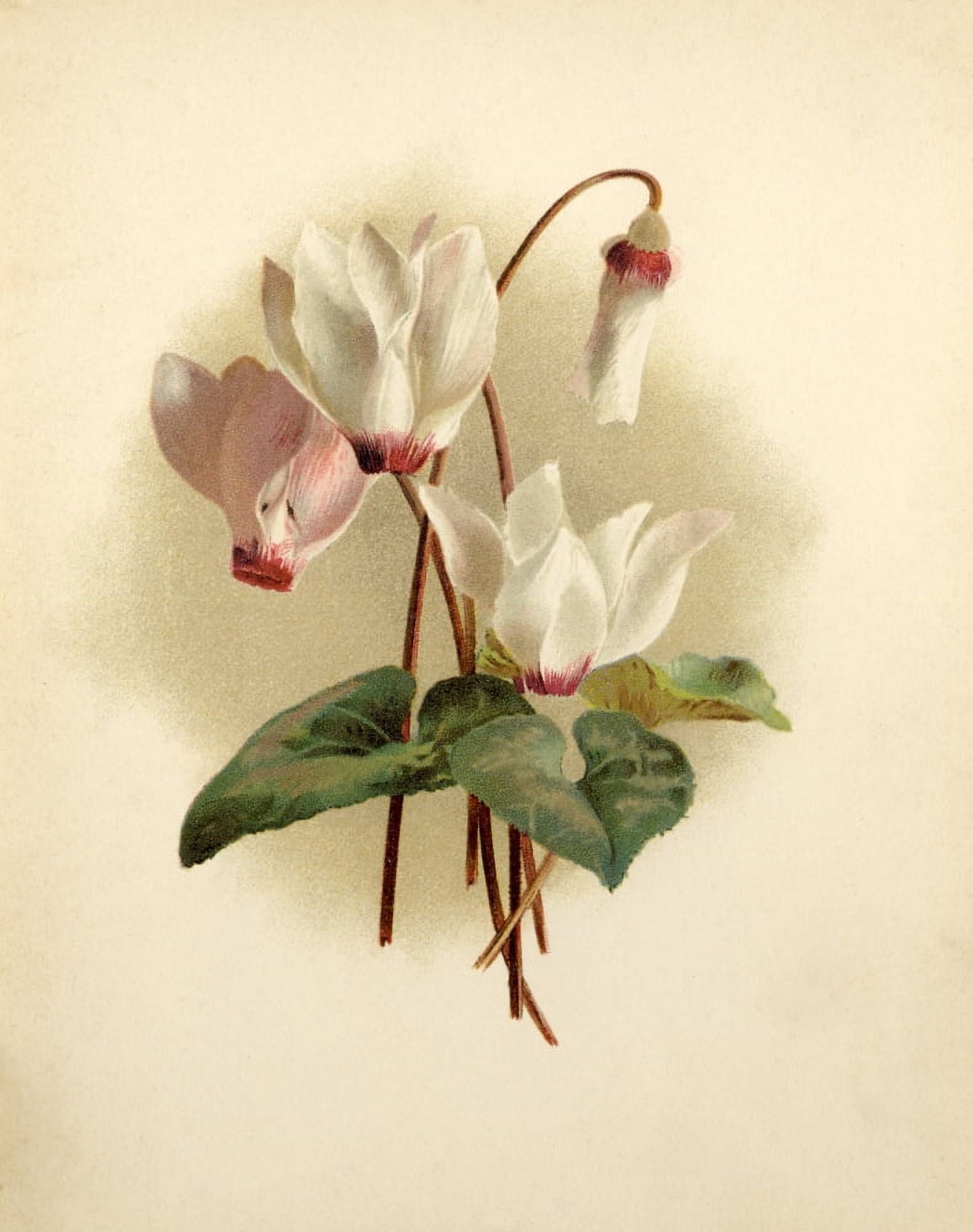 Christians Awake c1890 Cyclamen Canvas Art - Unknown (18 x 24)