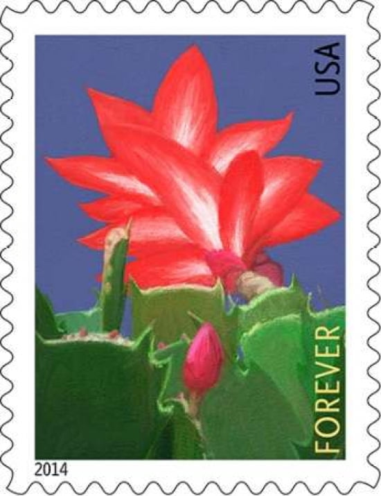 Christmas Cactus Canvas Art - US POSTAL SERVICE (22 x 28)