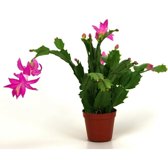 Christmas Cactus - Live Plant in a 4 Inch Pot - Schlumbergera Bridgesii - Beautiful Indoor Tropical Succulent
