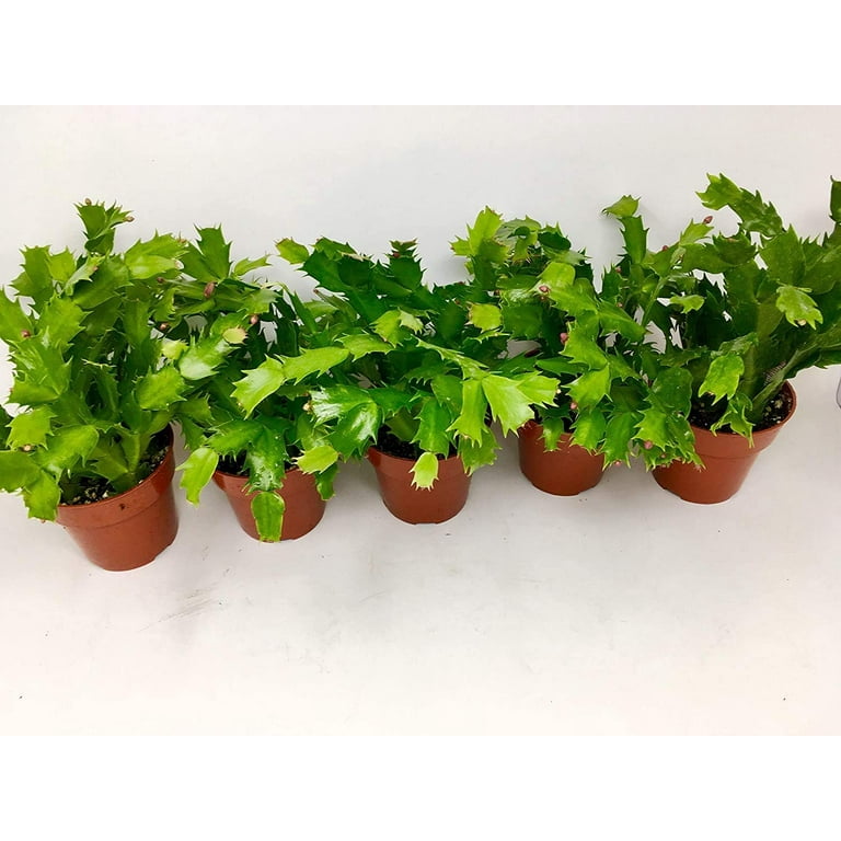 Pink Christmas Cactus Plant - Zygocactus - 4 Pink Christmas Cactus Plant - Zygocactus - 4