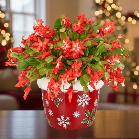Christmas Cactus Plant, Thanksgiving Cactus in 4 Pot, Colorful Holiday Blooms, Indoor Gardens Growing (Red Christmas Cactus)