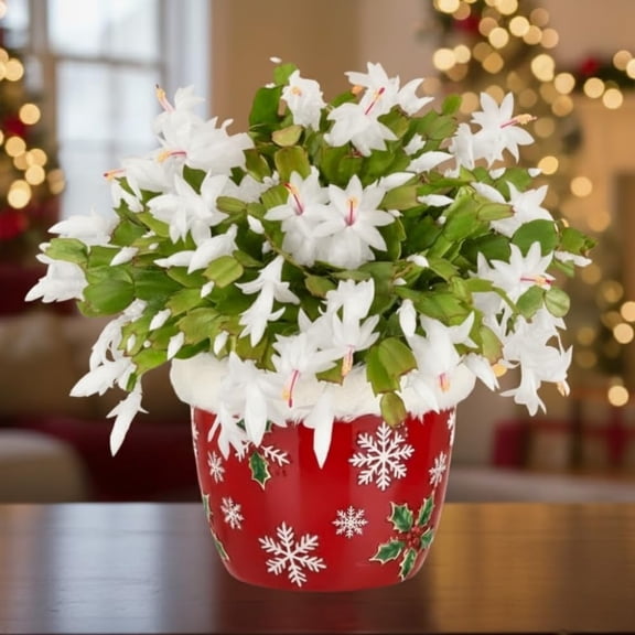 Christmas Cactus Plant, Thanksgiving Cactus in 4 Pot, Colorful Holiday Blooms, Indoor Gardens Growing (White Christmas Cactus)