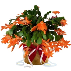 Christmas Cactus Plants Live, Flowering Thanksgiving Cactus with Vibrant Blooms, 4-7'' Tall, Easy-care Indoor Houseplant (Orange Blooms)