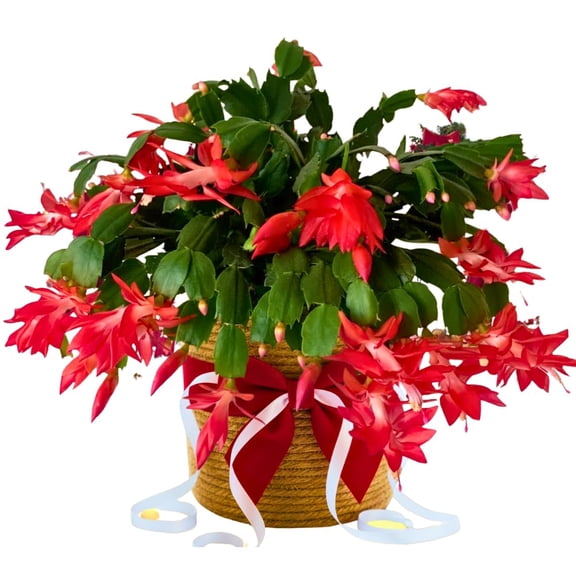 Christmas Cactus Plants Live, Flowering Thanksgiving Cactus with Vibrant Blooms, 4-7'' Tall, Easy-care Indoor Houseplant (Red Blooms)