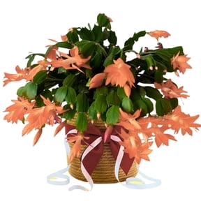 Christmas Cactus Plants Live, Flowering Thanksgiving Cactus with Vibrant Blooms, 4-7'' Tall, Easy-care Indoor Houseplant (Salmon Blooms)