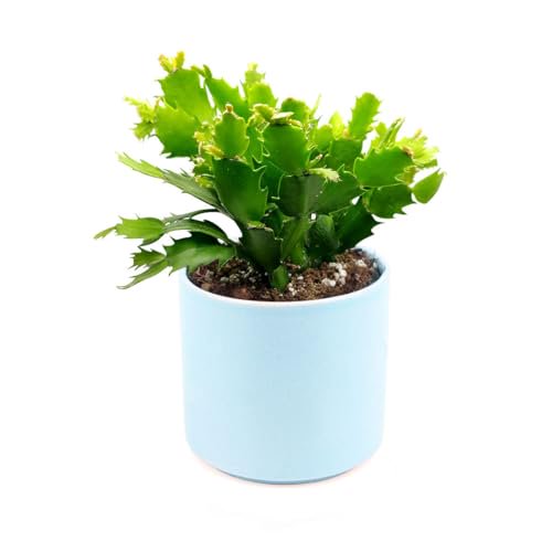Christmas Cactus Thanksgiving Cactus (4" + Blue Modern Pot) 4 inch