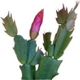 thumbnail image 1 of Christmas Cactus Thanksgiving Cactus, Winter Bloom Holiday Cactus - 2 inch, 1 of 5
