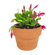 Christmas Cactus Thanksgiving Cactus, Winter Bloom Holiday Cactus - 4 inch + Clay Pot