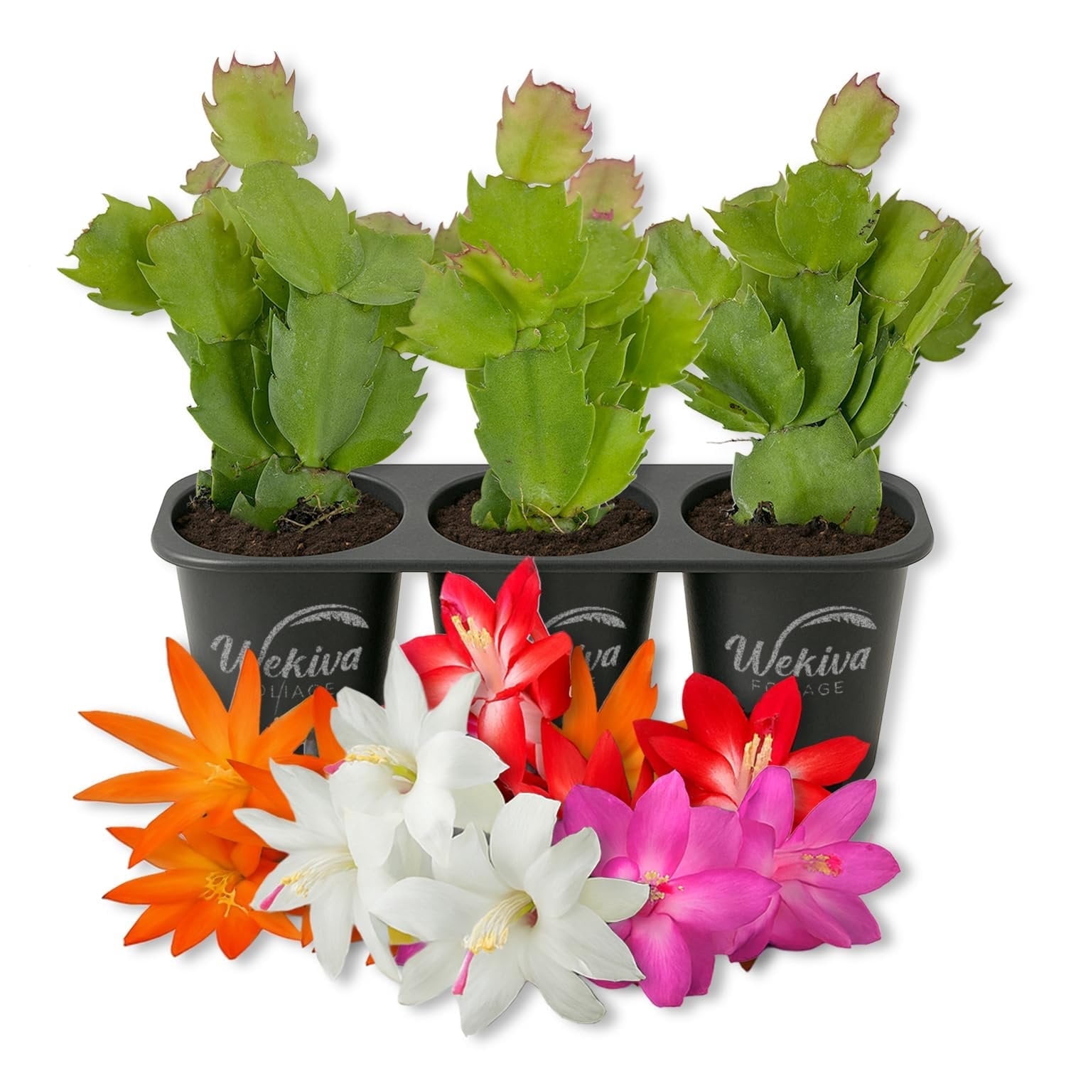 Christmas Cactus Variety 3pack - 3 Live Starter Plants - Schlumbergera Bridgesii - Growers Choice Beautiful Colorful Tropical Indoor Succulent