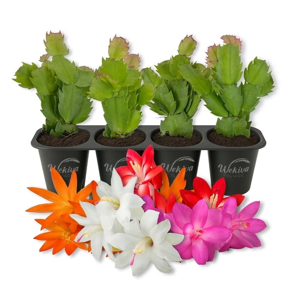 Christmas Cactus Variety 4pack - 4 Live Starter Plants - Schlumbergera Bridgesii - Growers Choice Beautiful Colorful Tropical Indoor Succulent