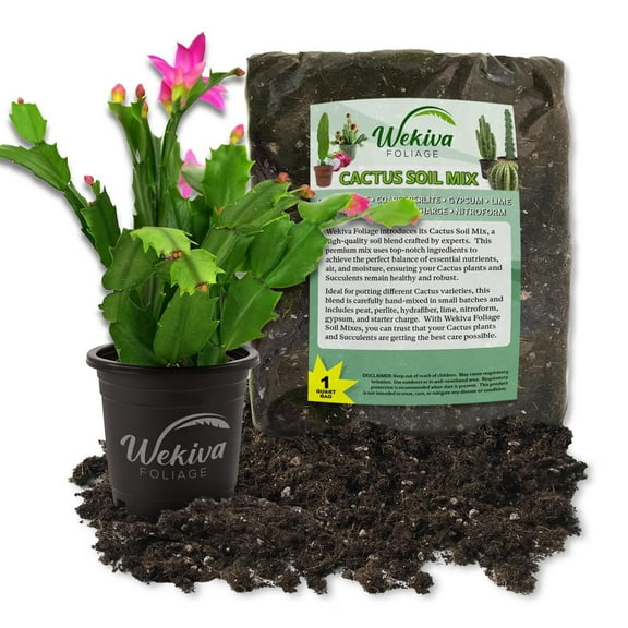 Christmas Cactus and Soil Mix Combo - Live Plant in a 4 Inch Pot with 1 Quart Cactus Soil Mix - Schlumbergera Bridgesii with Custom Soil Blend