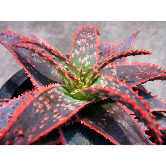Christmas Carol Aloe - Light Pink Edges - 4" Pot - Succulent