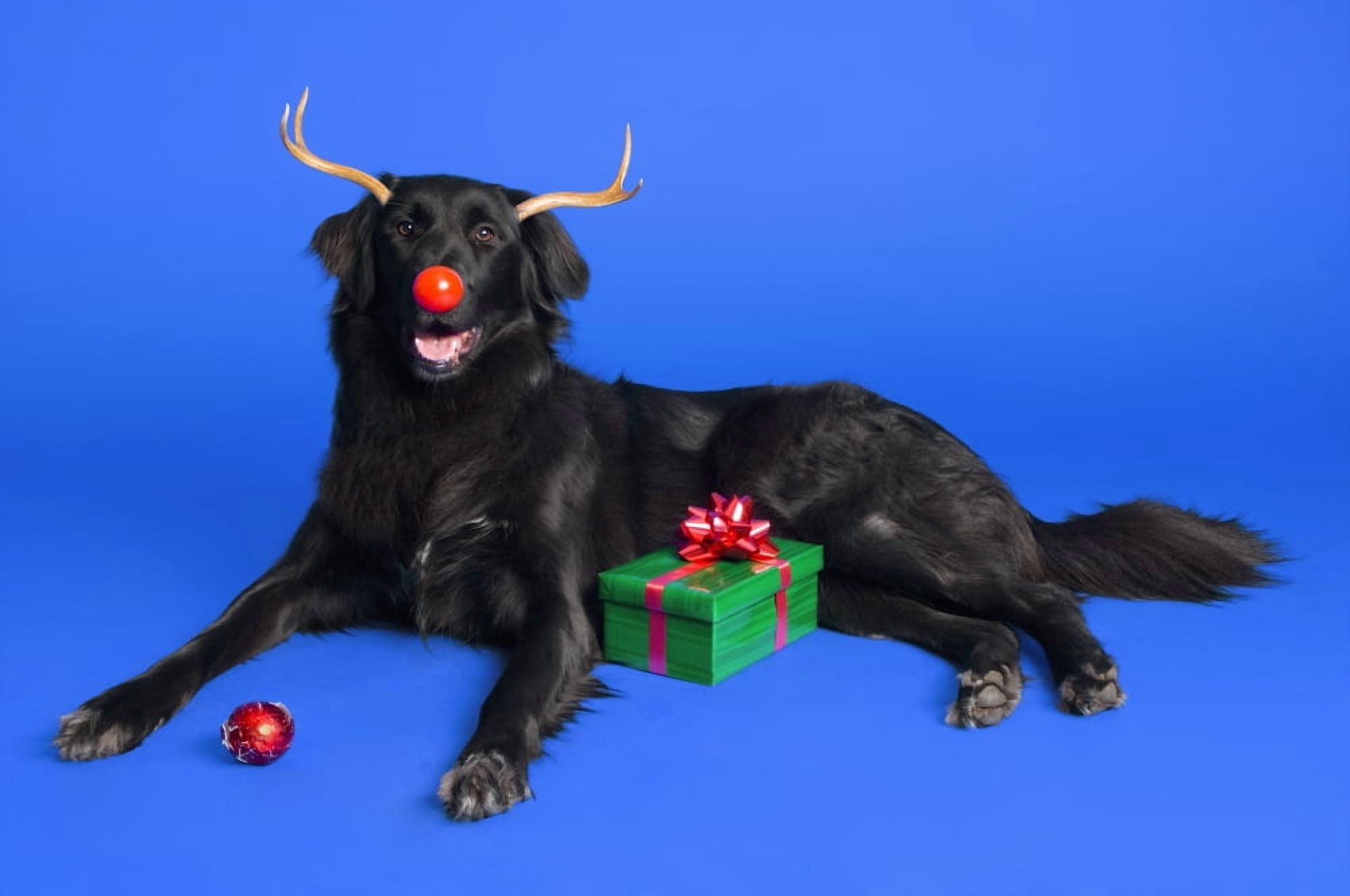 Christmas Dog Canvas Art - Corey Hochachka Design Pics (34 x 22)