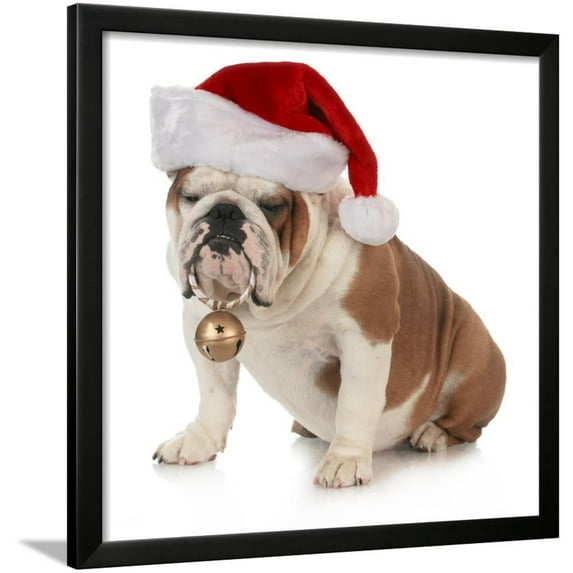 Christmas Dog English Bulldog Wearing Santa Hat Holding Christmas Bell, Animals Seasons Framed Art Print Wall Art by Willee Cole Sold by Art.Com