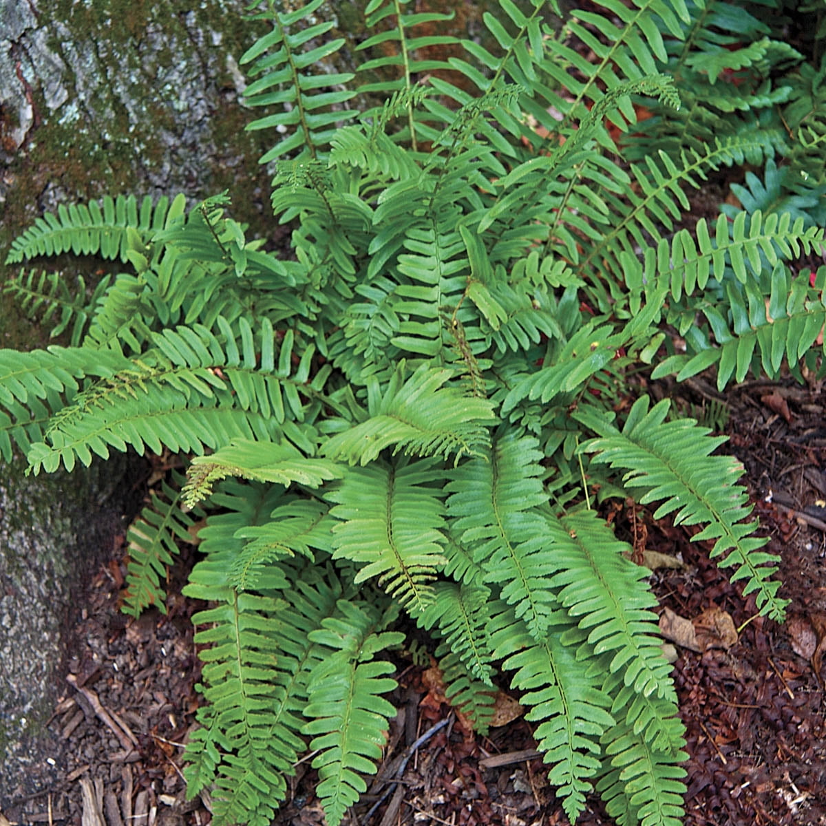 Christmas Fern Dormant Bare Root Perennial Plant, Green Foliage