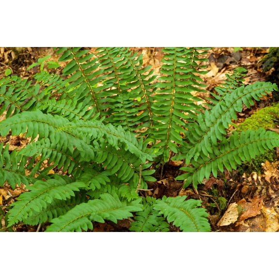 Christmas Fern Plant Rootstock - Easy to Grow - Hardy Perennial Ferns (2 Plants)