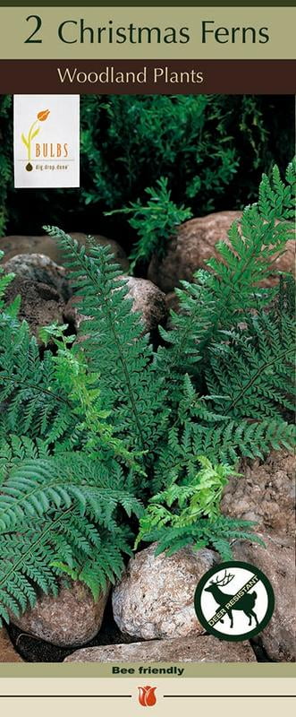 Christmas Fern - Polystichum acrostichoides - Shade Loving- 2 Top Size Roots
