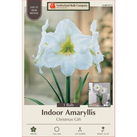 Christmas Gift Hybrid Dutch Amaryllis Bulb - 26/28cm Bulb - One Bulb
